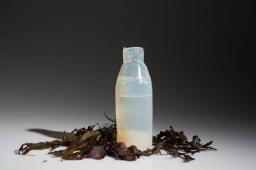 Un estudiante island&eacute;s utiliza algas para crear una botella biodegradable