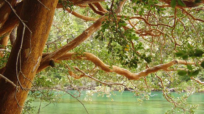 Un &aacute;rea clave para el cuidado de los bosques sigue ac&eacute;fala