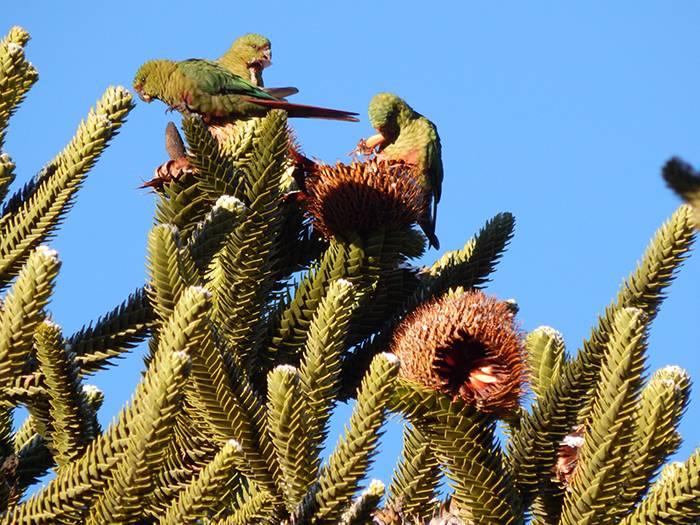 Cient&iacute;ficos de Bariloche descubrieron que una cotorra es vital para la Araucaria