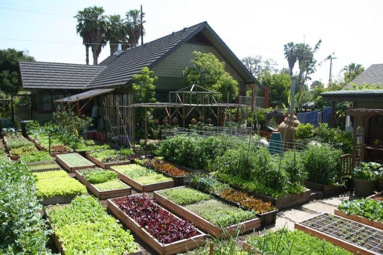 Una Familia cultiva todo lo que necesita para alimentarse todo el a&ntilde;o en su patio trasero