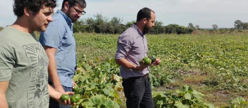 GUALEGUAYCH&Uacute; COSECH&Oacute; 25 MIL KILOS DE VERDURA SIN AGROT&Oacute;XICOS