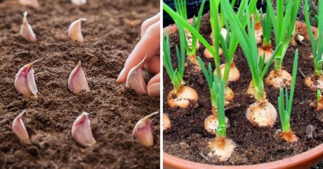 Aprende a cultivar ajo en una maceta y ahorra en el mandado