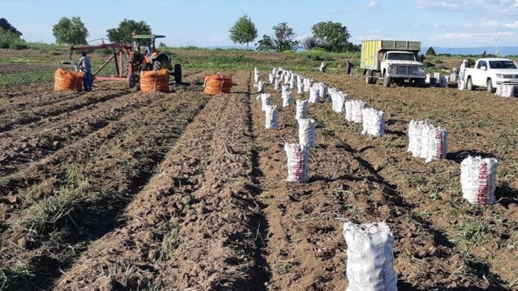 Argentina se consolida como segunda productora mundial de alimentos org&aacute;nicos