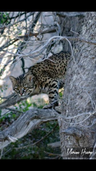 Hermoso registro de un gato mont&eacute;s en el Parque Nacional Lan&iacute;n