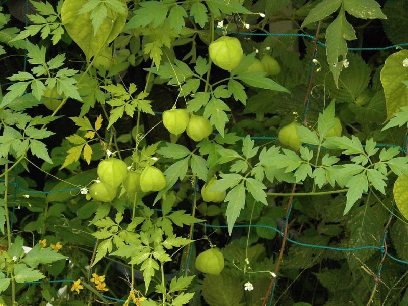 Sapindus Saponaria, el &aacute;rbol del jab&oacute;n que encontramos en Argentina