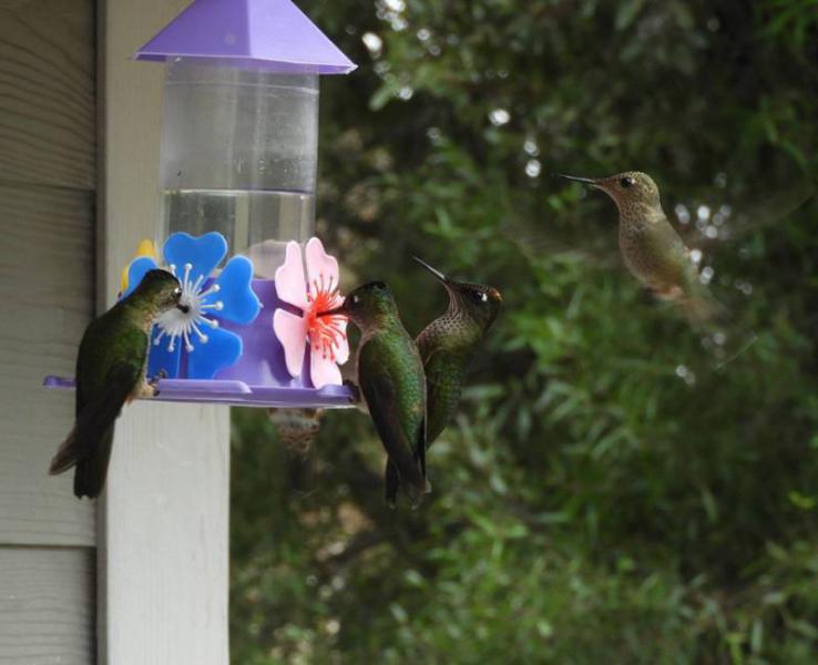 Picaflores, el mito sobre la alimentaci&oacute;n de las peque&ntilde;as aves