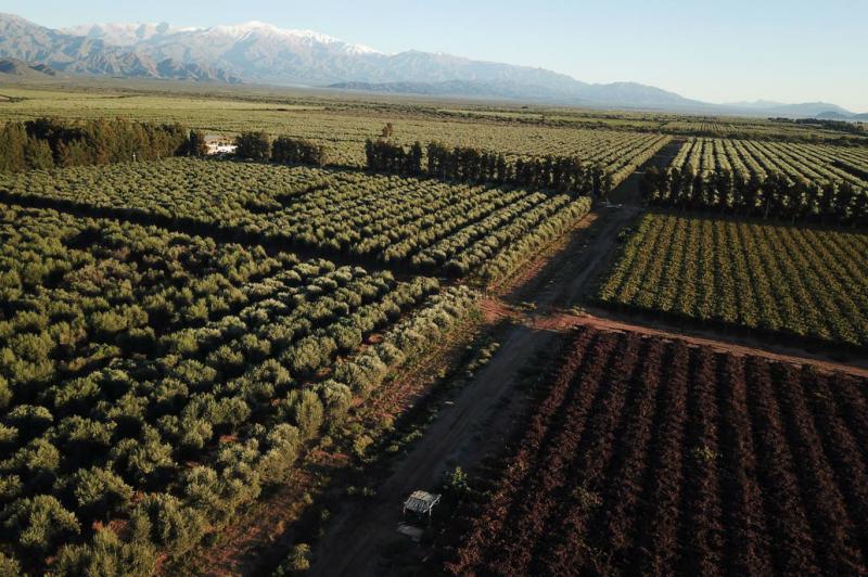 Argentina tendr&aacute; la primera planta de pellets para producir energ&iacute;a a partir de residuos de olivos