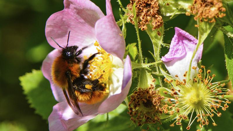 Desde Bariloche, comprobaron que las poblaciones de abejas se reducen