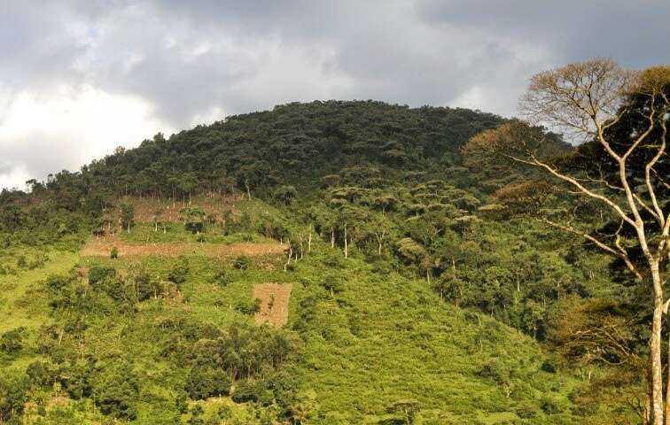 M&aacute;s &aacute;reas protegidas pero menos biodiversidad