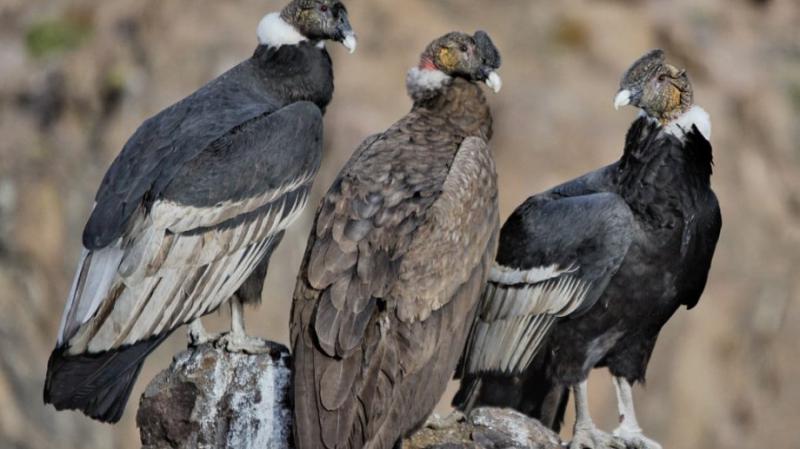 La desinformaci&oacute;n que circula entre la gente perjudica a las aves como los c&oacute;ndores