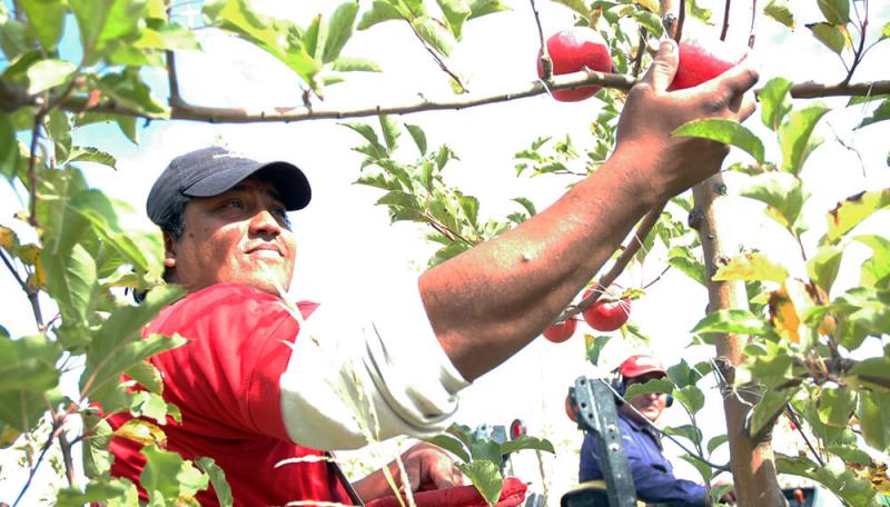 Creci&oacute; en 4 millones de hect&aacute;reas el &aacute;rea cosechada con org&aacute;nicos en Argentina el a&ntilde;o pasado