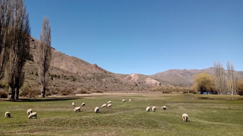 Por qu&eacute; los mallines patag&oacute;nicos son claves contra la crisis clim&aacute;tica