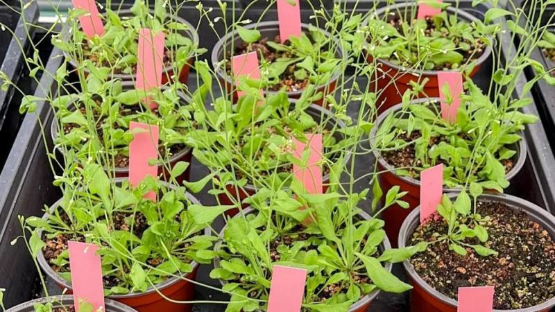 Descubren c&oacute;mo se adaptan las plantas para optimizar su arquitectura y sobrevivir