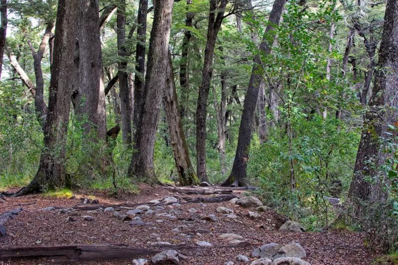 &iquest;Por qu&eacute; es ilegal utilizar maquinaria pesada en bosque nativo?