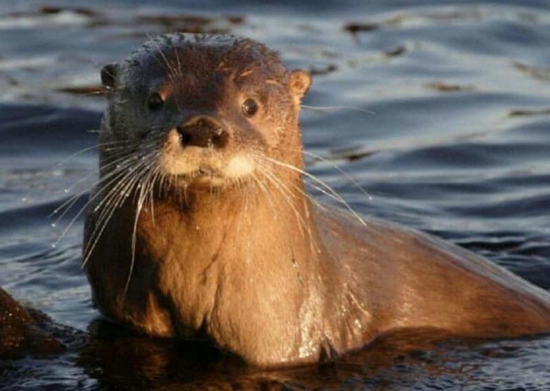 Huill&iacute;n, huemul, pato de los torrentes: &iquest;qu&eacute; hacer si los vemos?