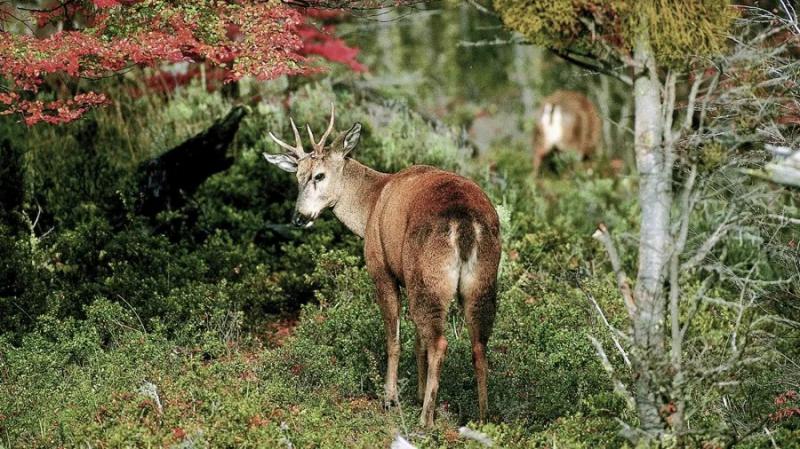 Especies en peligro de extinci&oacute;n: Piden informar sobre sus avistamientos dentro del Parque Nacional