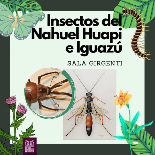 Insectos del Nahuel Huapi e Iguaz&uacute; en el Museo de la Patagonia