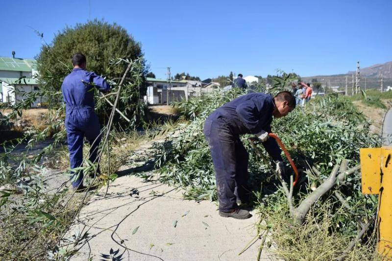 Realizar&aacute;n jornadas de remoci&oacute;n de plantas ex&oacute;ticas en el Oeste