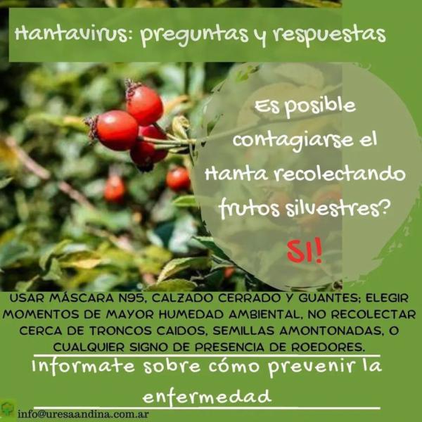 Advierten que es posible contagiarse de hantavirus recolectando frutos silvestres y hongos comestibles