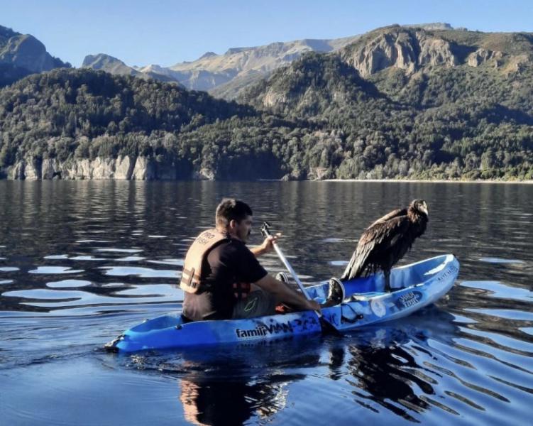 Rescataron un c&oacute;ndor encontrado en el lago Traful