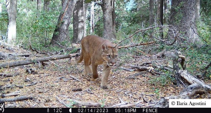 Flor de susto: una adolescente se cruz&oacute; con un puma en el km 13