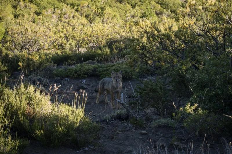 Por qu&eacute; no se debe alimentar a la fauna silvestre