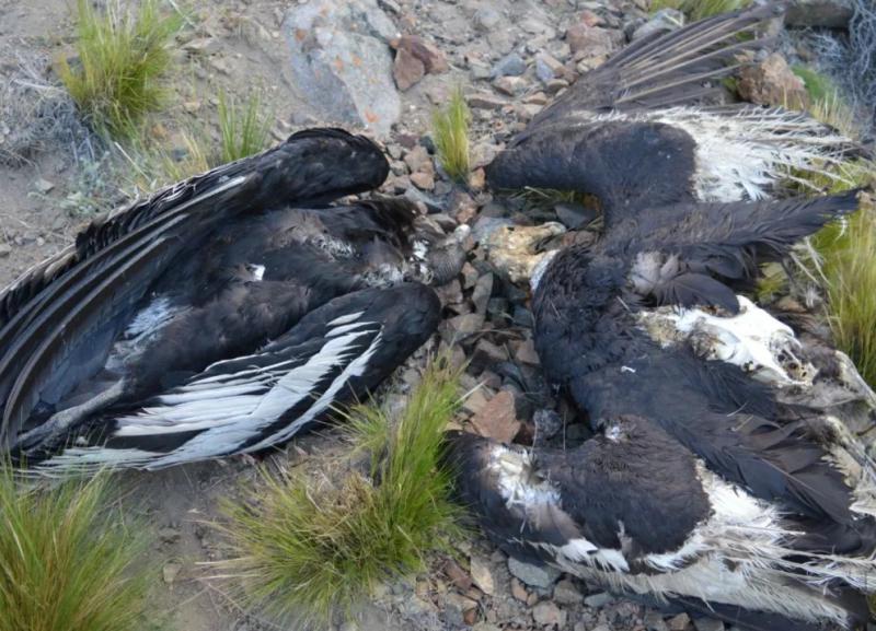 Envenenamiento y contaminaci&oacute;n por plomo, entre las amenazas m&aacute;s importantes que afectan al c&oacute;ndor andino