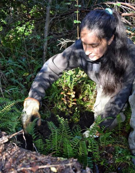 Se plantaron ejemplares de array&aacute;n en el Pen&iacute;nsula de Quetrihue