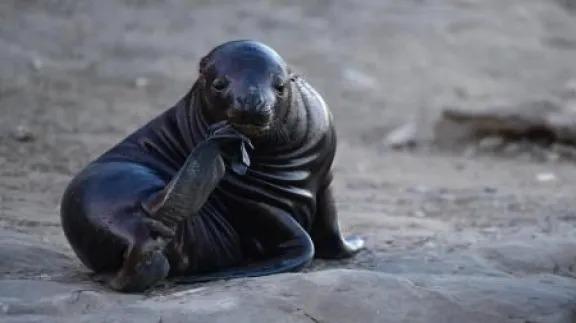 Nuevos casos de influenza aviar en lobos marinos: preocupaci&oacute;n en la Patagonia