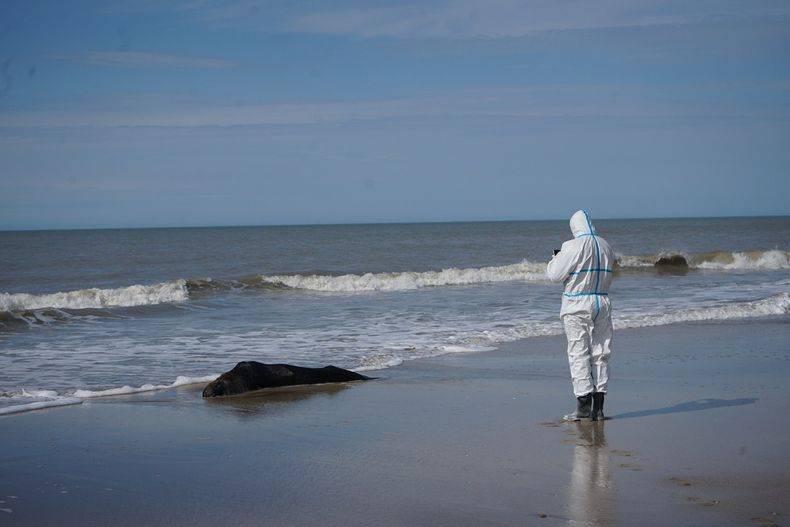 No hay herramientas para salvar a los lobos, lament&oacute; un especialista de Mundo Marino