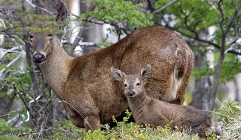 Naci&oacute; la tercera cr&iacute;a de huemul en cautiverio y cient&iacute;ficos encontraron la forma de evitar su extinci&oacute;n