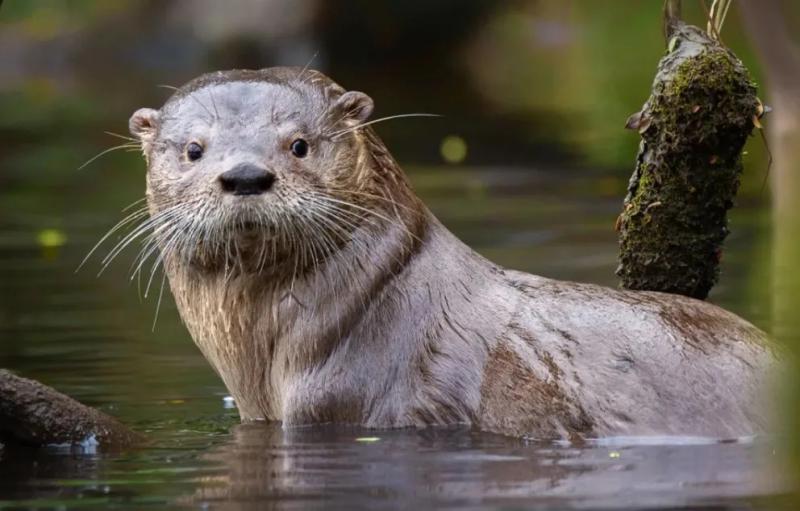 Misión Ciencia: una jornada para aprender sobre la preservación del huillín