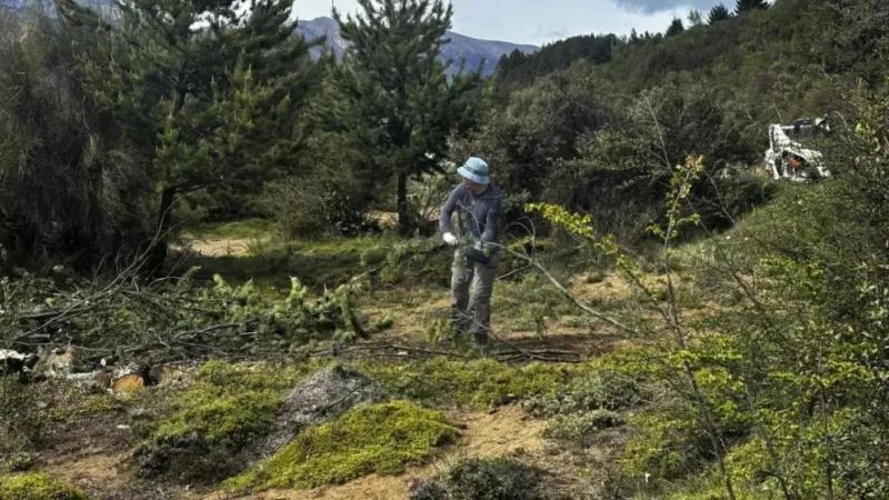Prevención de incendios: nueva jornada de extracción de pinos en Villa Los Coihues