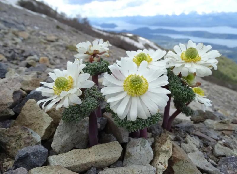C&oacute;mo disfrutar la monta&ntilde;a sin da&ntilde;arla: charla virtual sobre flora y conservaci&oacute;n