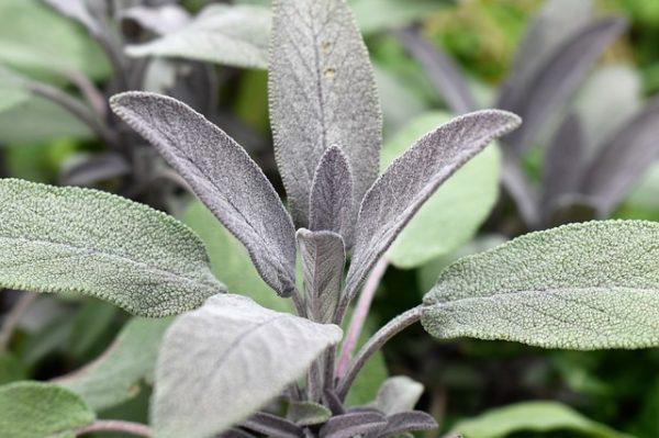 Salvia