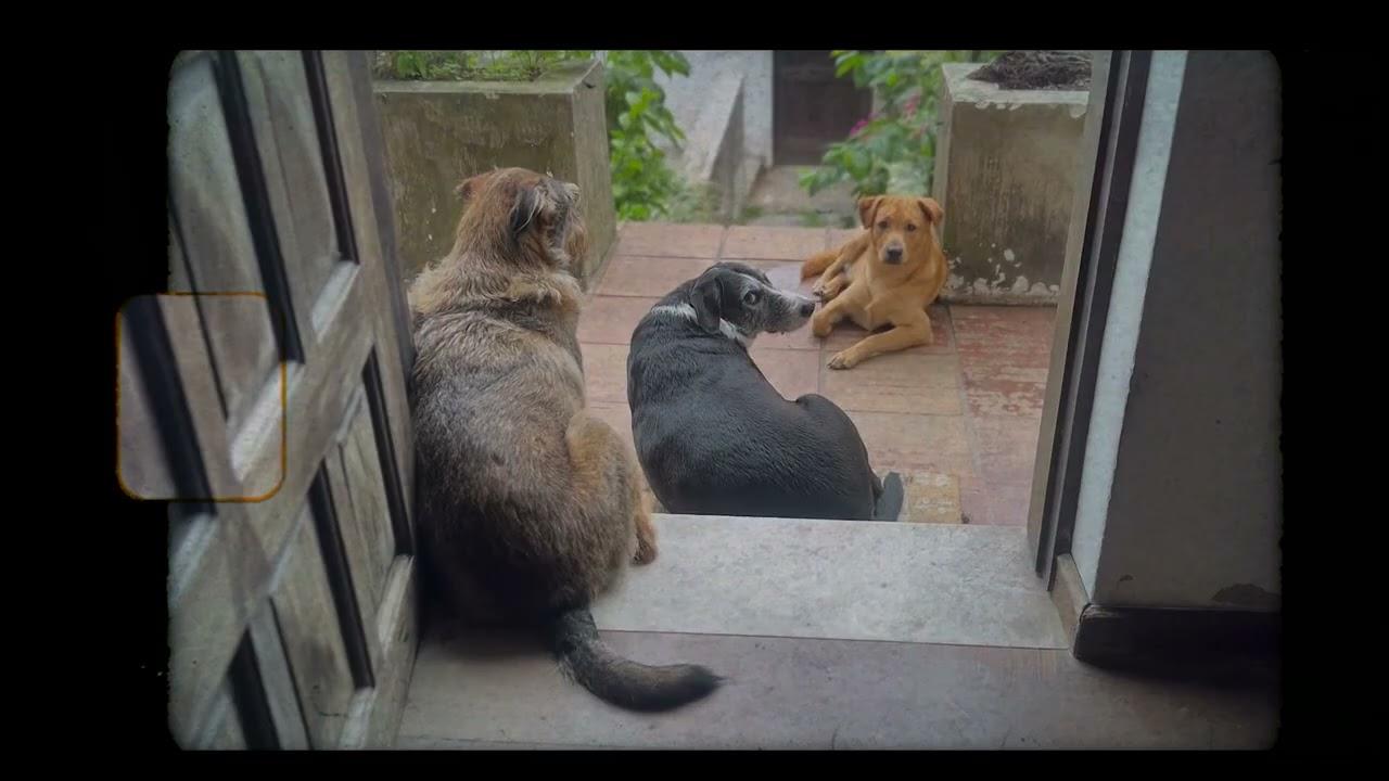 Viri Bob - Transici&oacute;n Fundamental (Video Oficial)