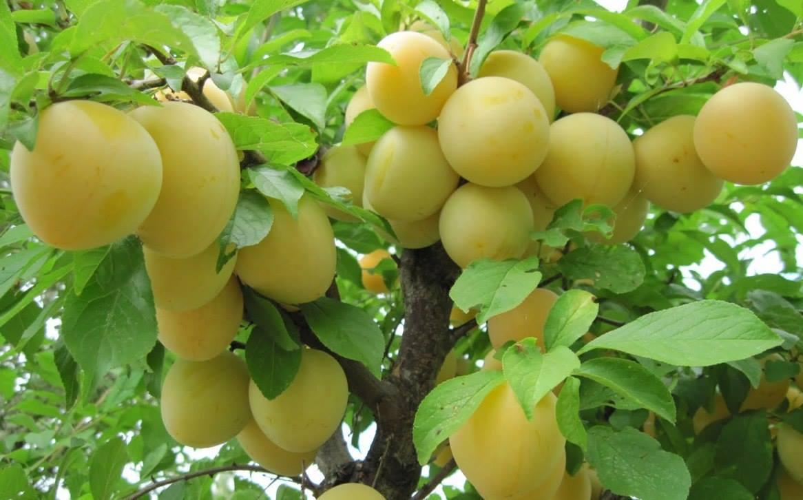 Vivero Paisaje Venta Online - FRUTALES EN VIVERO PAISAJE - BUEN PORTE